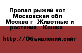 Пропал рыжий кот - Московская обл., Москва г. Животные и растения » Кошки   